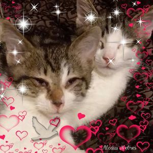 Meet your Posher, Angie